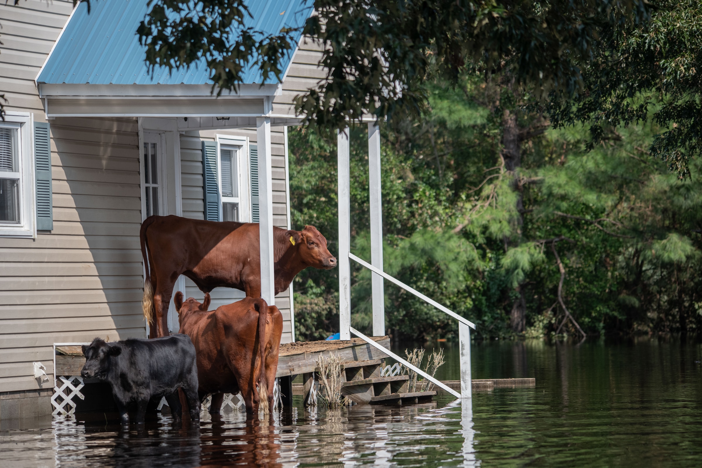 FLOOD DAMAGE REMEDIES